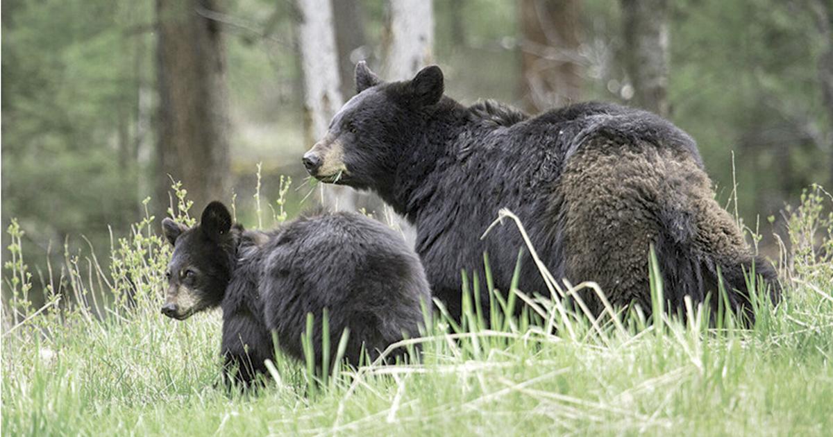 La sequía podría provocar más conflictos con la vida silvestre y daños