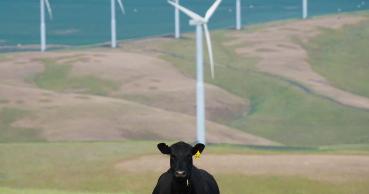 Wyoming stockgrowers call for competition as JBS seeks to go public - Vimarsana News