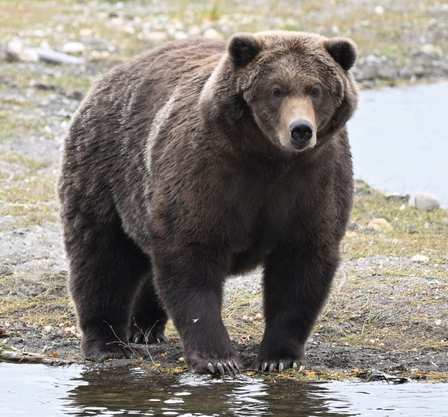 Fat Bear Week: Who will be crowned the fattest bear in Alaska ...