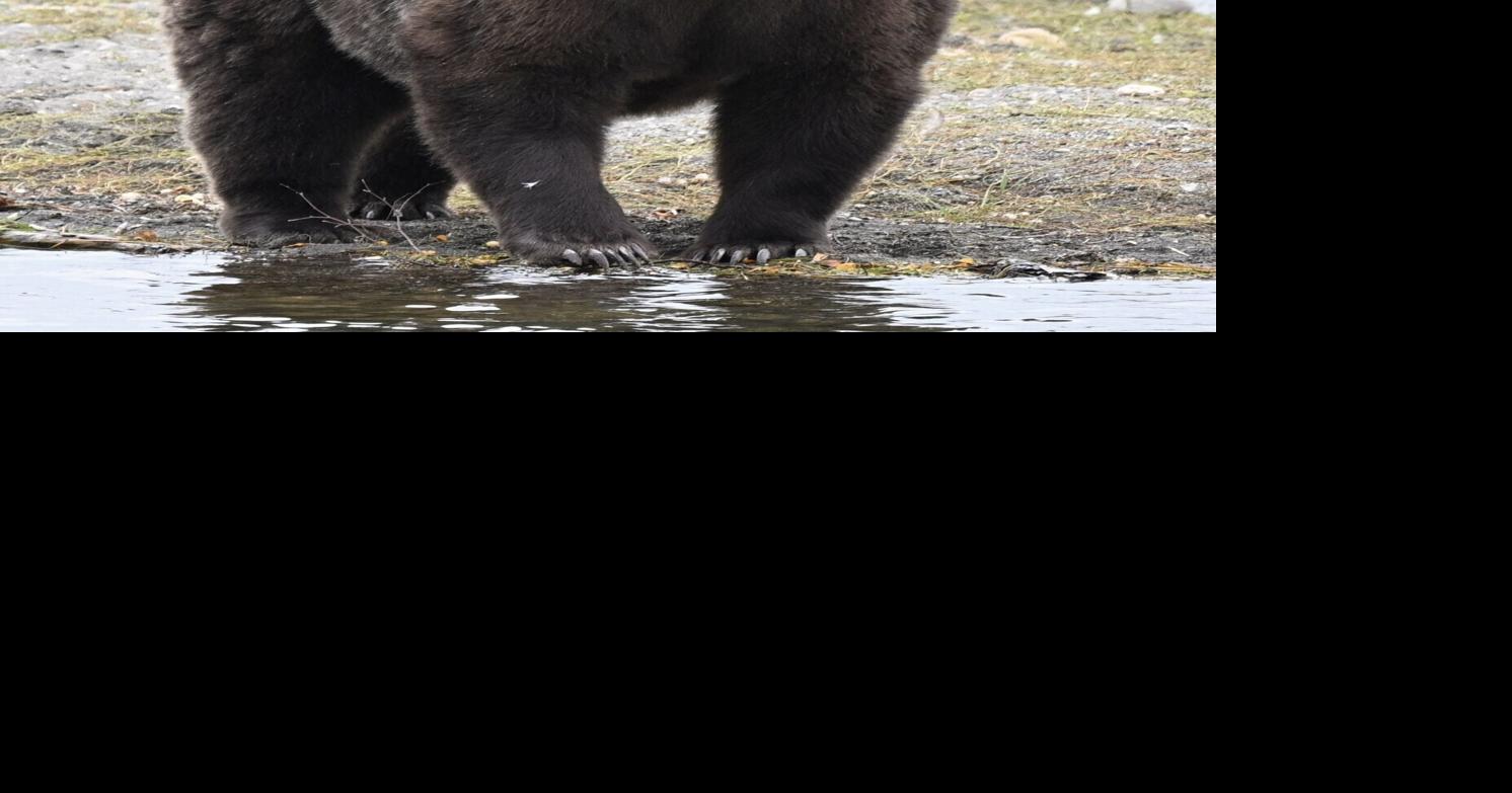 Fat Bear Week: Who will be crowned the fattest bear in Alaska ...