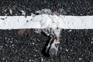 Shocking images show fresh road markings painted over dead animals