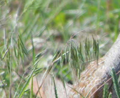 PlayCleanGo educates public on the spread of invasive species | Local ...