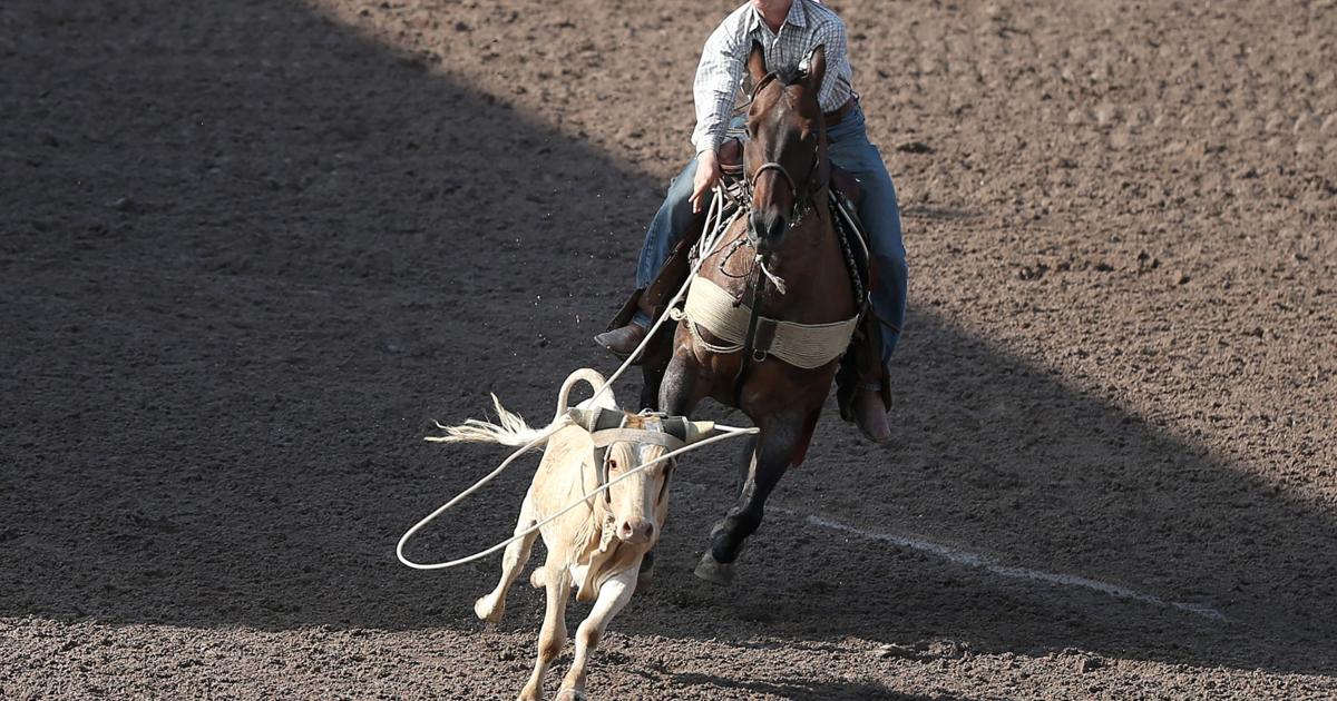 Training Roping Steers Sons of roping stars shine during steer roping qualifying | Rodeo ...