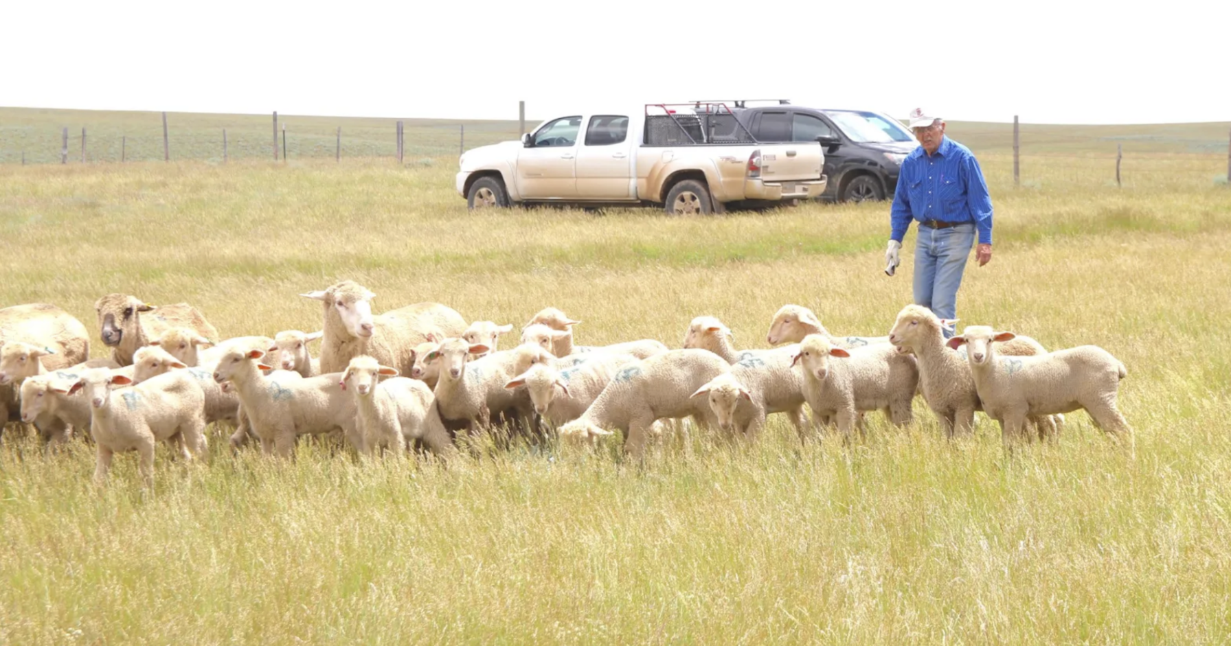 A sheepman lobbying for cows: Jim Magagna remains a political force at 80 - Vimarsana News