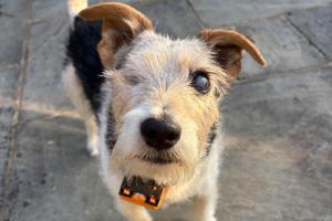 ‘Psychic’ blind Jack Russel predicts England will beat Argentina