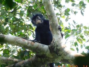New monkey species with orange lips discovered in Africa