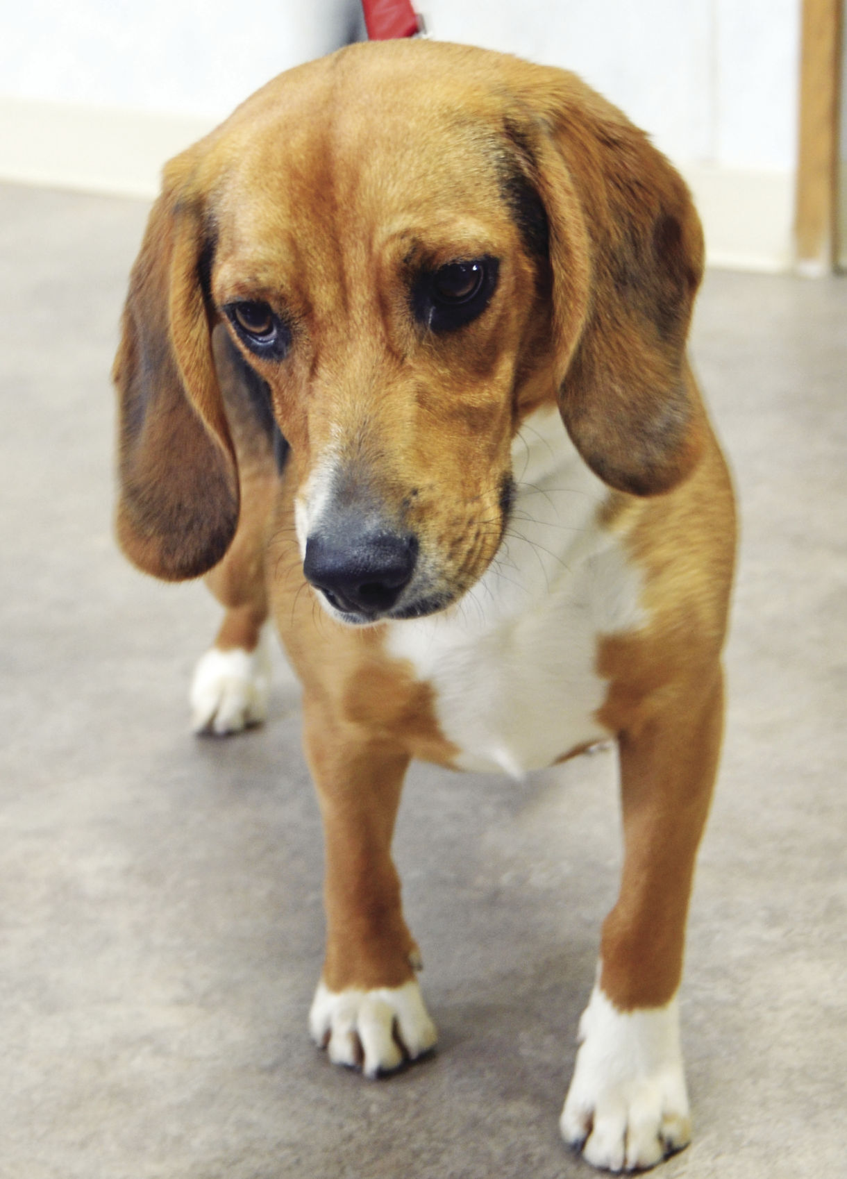 Usda beagle brigade sales adoption