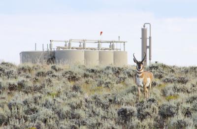 Gasfield pronghorn