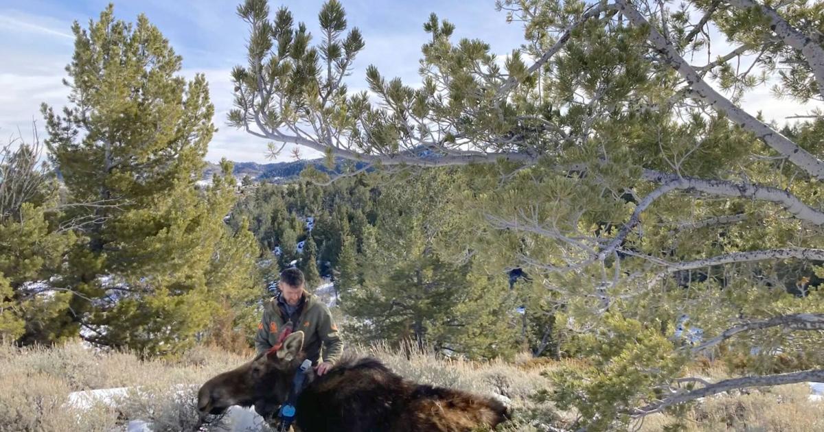 Cameras on collars give scientists intimate view of natural world – Wyoming Tribune