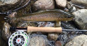 Fishing report, July 16, 2026
