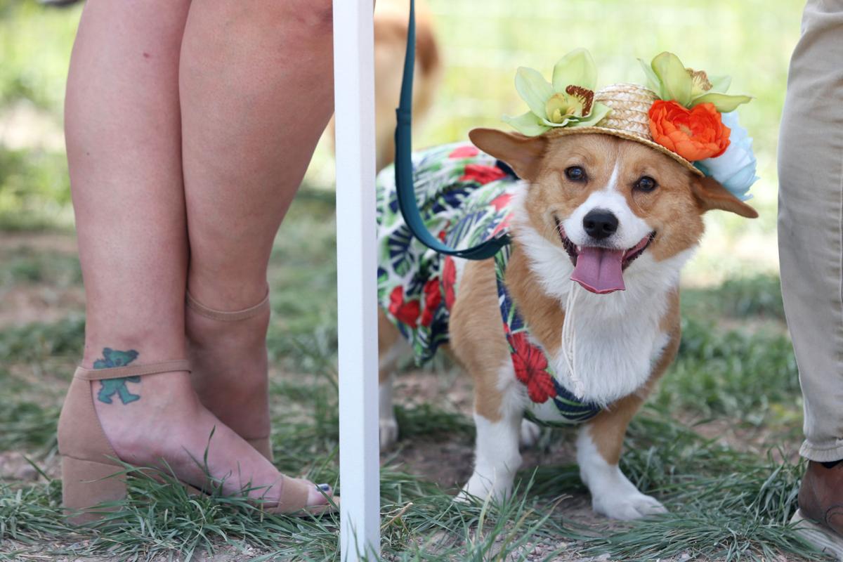 20200905-feat-corgiderby-mc-2.JPG