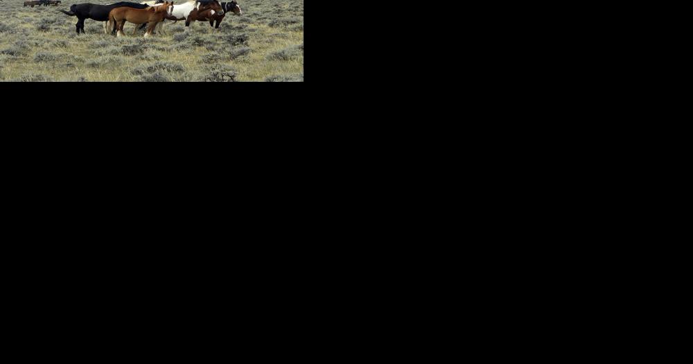 Agencies, group at odds about planned removal of wild horses - Vimarsana News