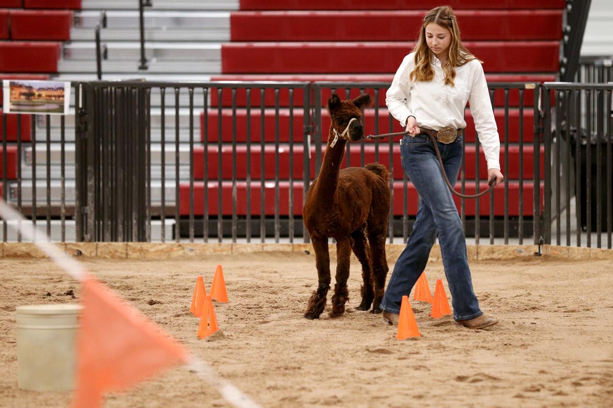 20200730-feat-fairalpacas-mc-6.JPG