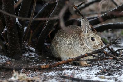 rabbit hemorrhagic disease