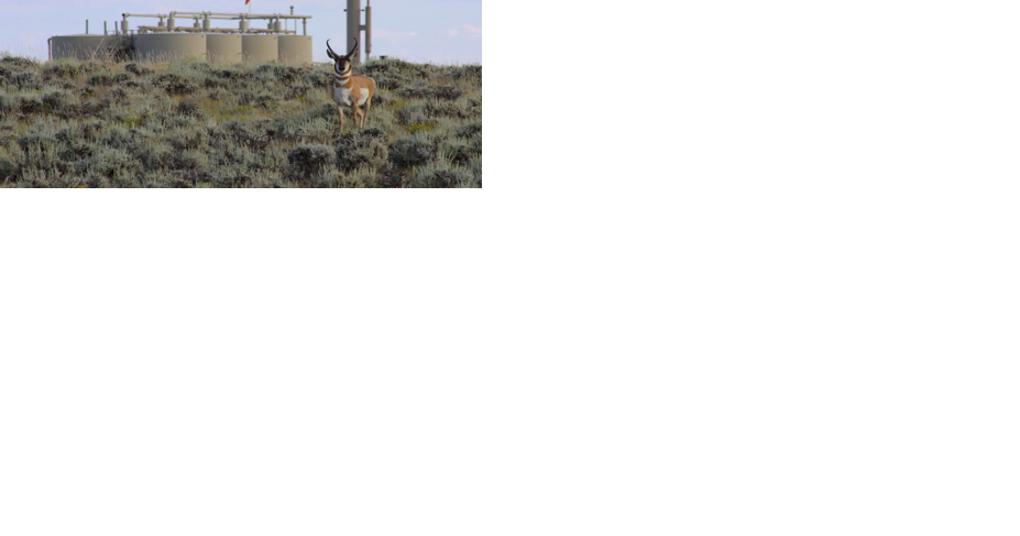 Court OKs 3,500 gas wells amid 'Path of the Pronghorn,' sage grouse winter habitat | News - Vimarsana News