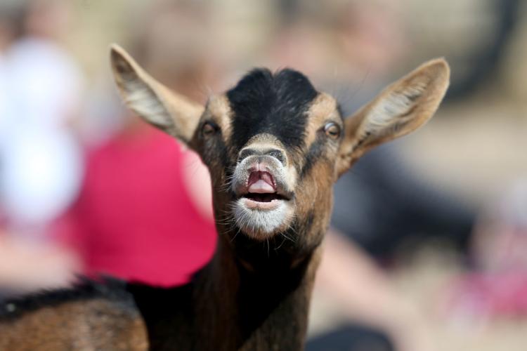 Goats, yogis enjoy south Cheyenne fundraiser Gallery