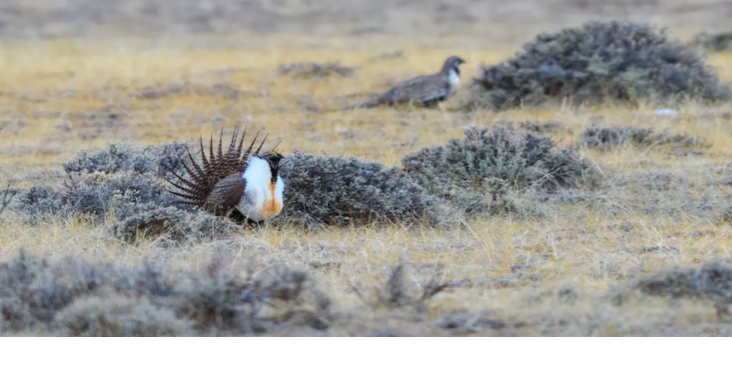 Suit alleges dirty dealings, dire bird threats at Converse oilfield