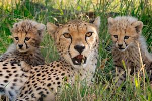 Seven endangered cheetah cubs make debut at zoo