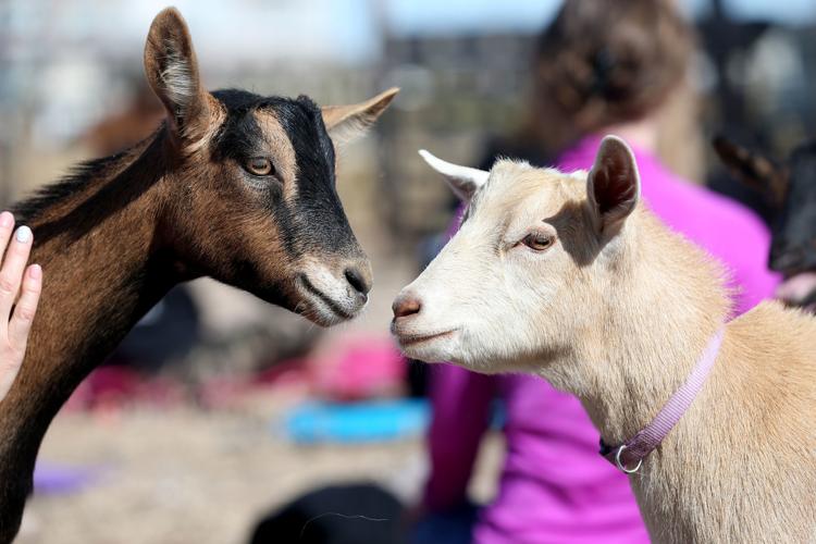 Goats, yogis enjoy south Cheyenne fundraiser Gallery
