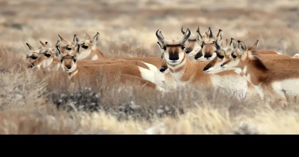 Antelope, deer licenses reduced because of drought, disease ...