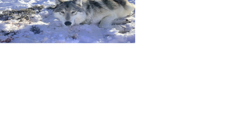 Wyoming is killing Colorado's wolves, again, and the state's keeping it secret | State - Vimarsana News