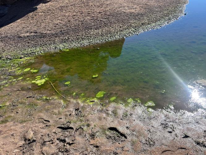 Harmful cyanobacterial bloom