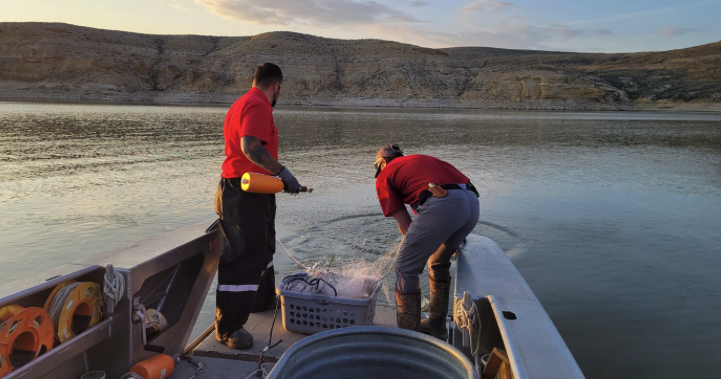 Managing the fishery at Flaming Gorge Reservoir is a collaborative effort - Vimarsana News