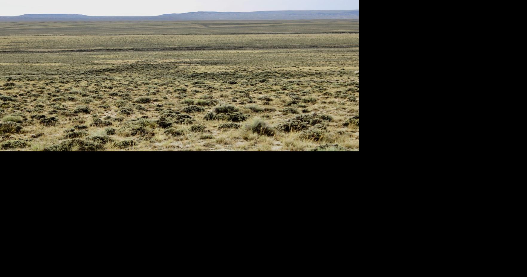 A sea of sagebrush in the Big Empty