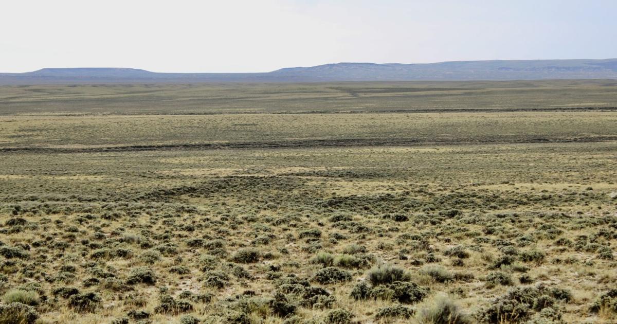 A sea of sagebrush in the Big Empty