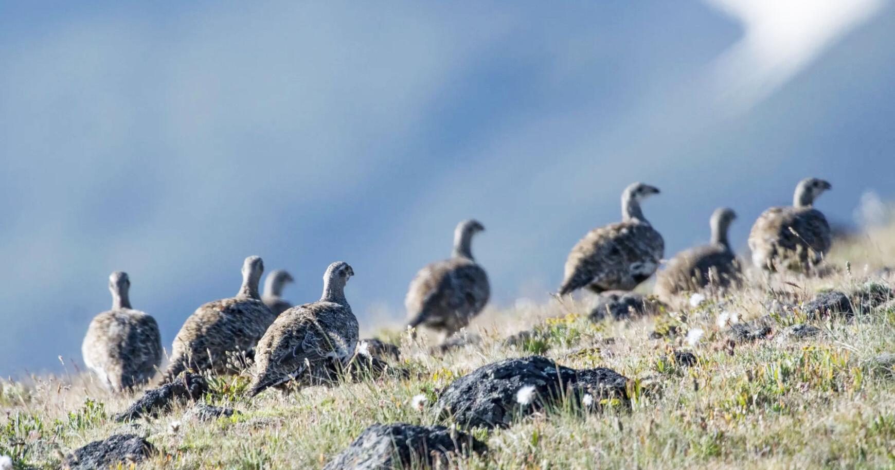 Study: Fed, state sage-grouse practice doesn't work | News - Vimarsana News