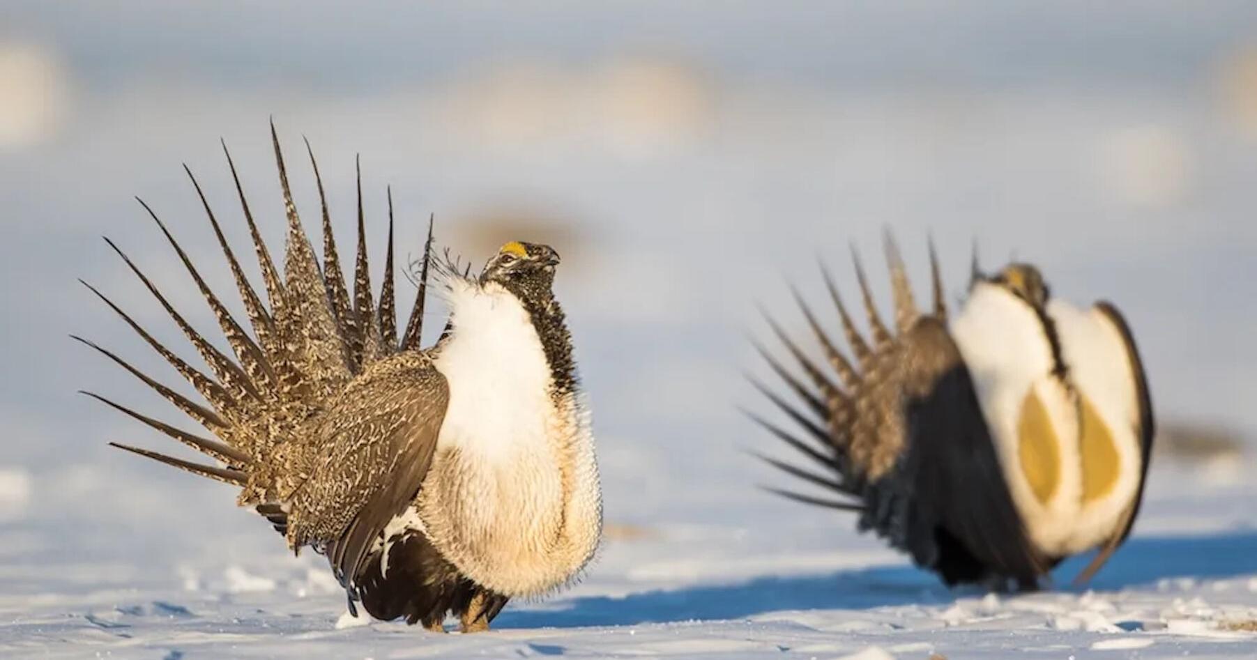 After slump, strutting Wyoming sage grouse start to rebound - Vimarsana News