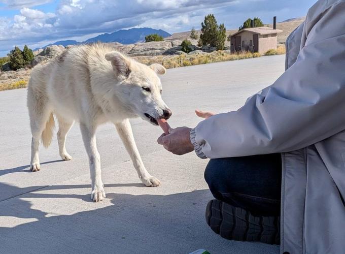Diya, now Juniper, walks to safety | News | wyomingnews.com