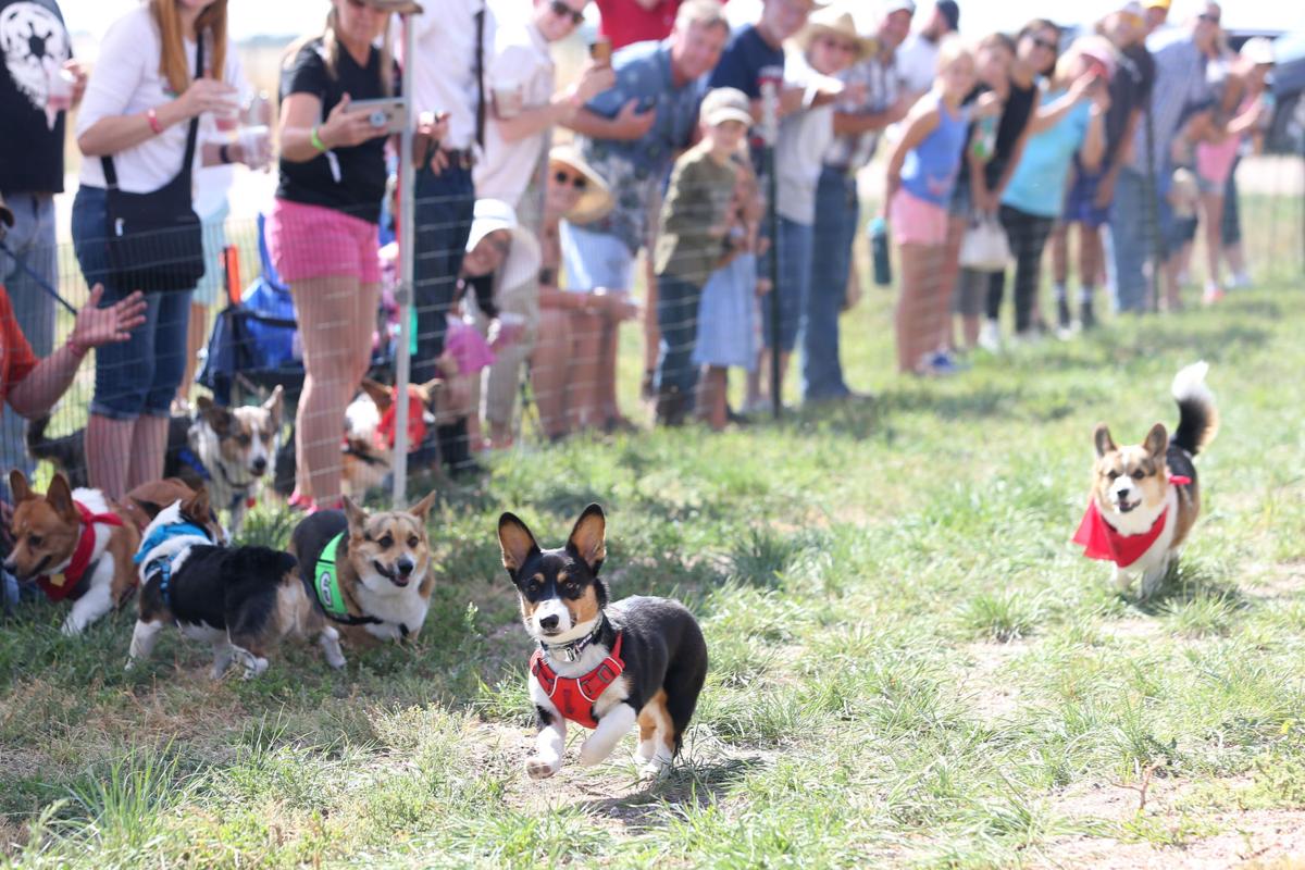 20200905-feat-corgiderby-mc-4.JPG