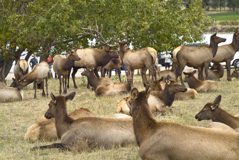 Annual elk festival in Estes Park offers plenty to do and see