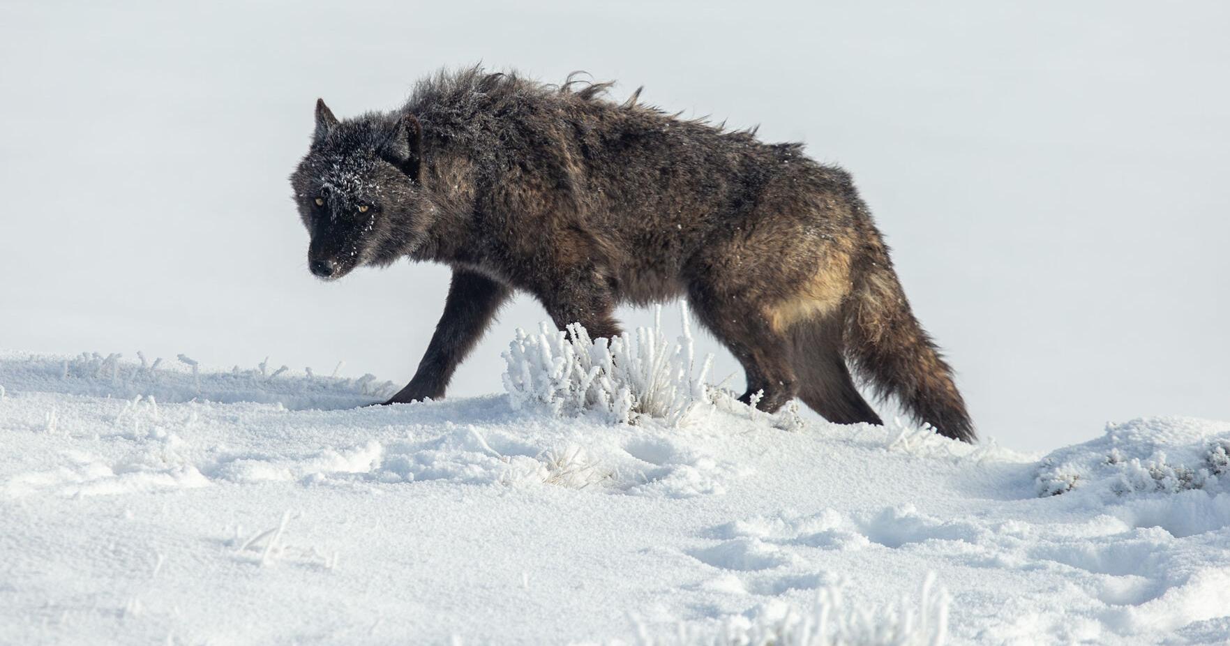 Wyoming cites law to justify secrecy about wolf's alleged torture. But it may not apply. | Local News - Vimarsana News