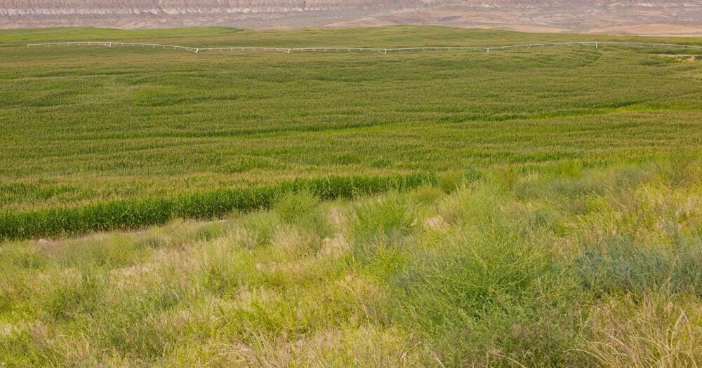 Wyoming ranchers face worst irrigation season in decades