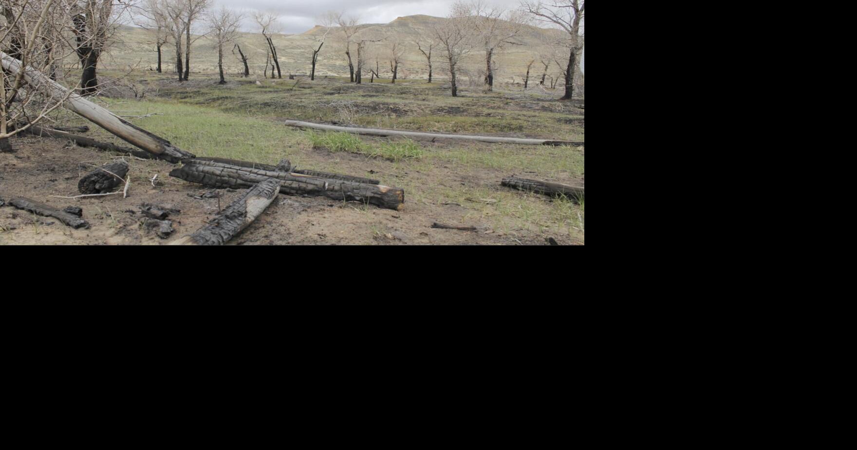 Fire cause revealed, land begins recovering