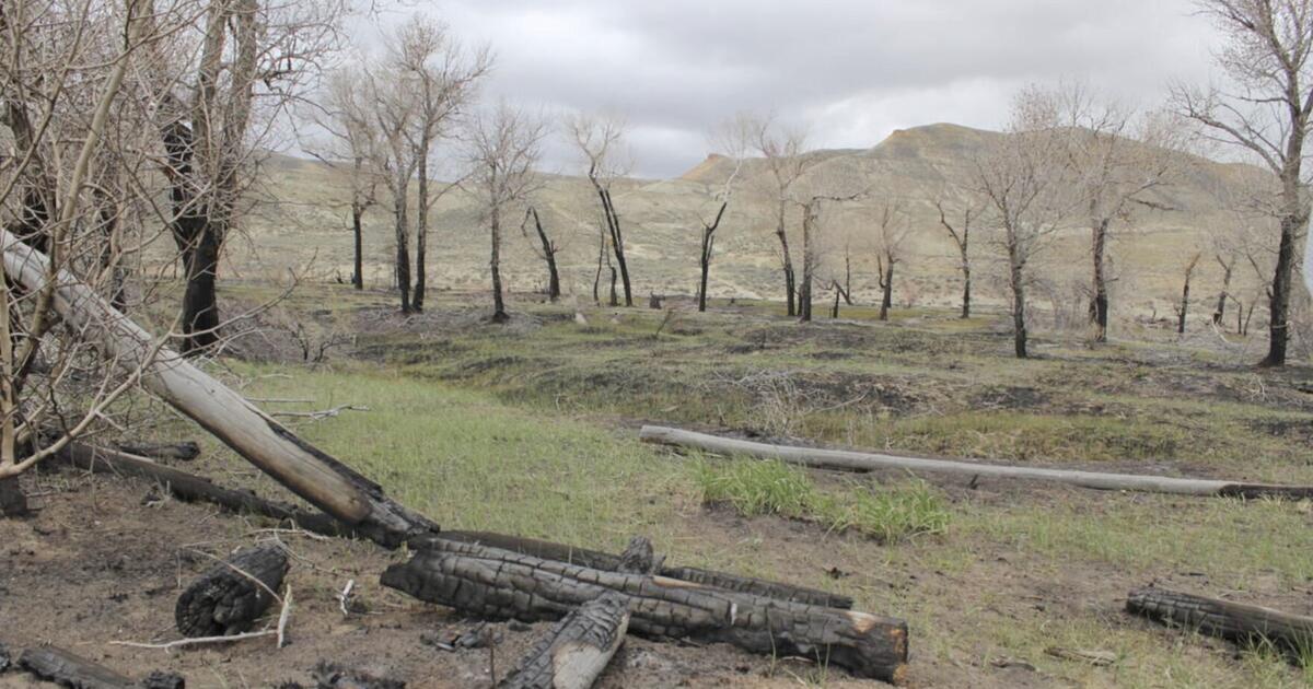 Labonte Fire Fire cause revealed, land begins recovering | Local News | wyomingnews.com