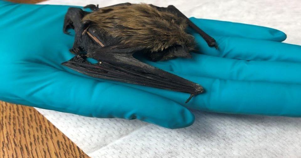 Bat Vip RSPD reports bat sightings in community | Rocket Miner | wyomingnews.com