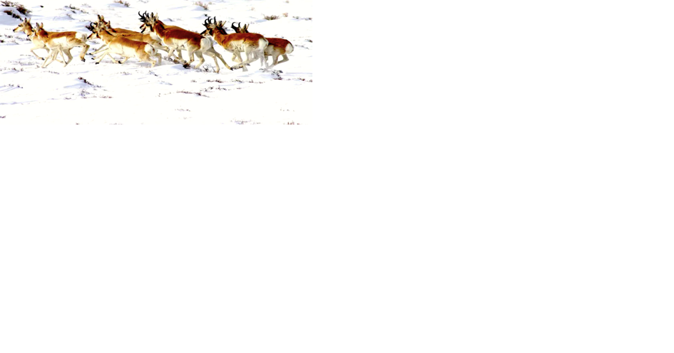 Path of the Pronghorn at 'high risk' of being lost, new analysis finds | State - Vimarsana News