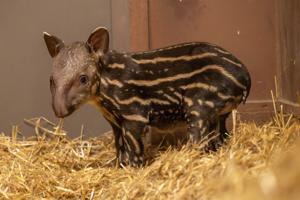 Rare tapir takes first steps after being born at zoo
