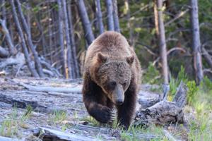 Feds sow confusion with rule to "increase management flexibility" for grizzly bears