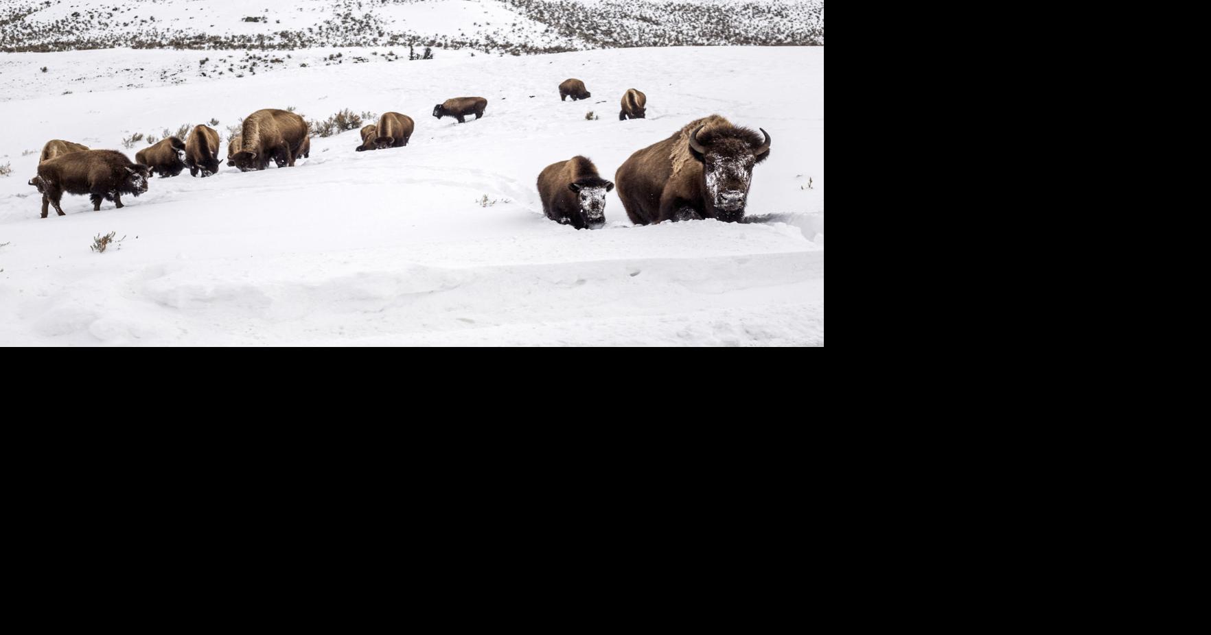 Snowfall, Wildlife and Gardens - The National Wildlife Federation Blog
