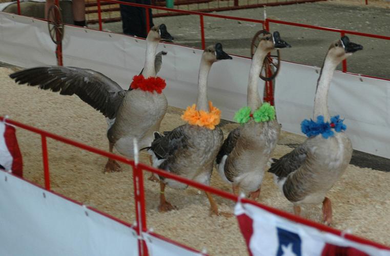 Wyoming's Big Show: Fair fun | Rocket Miner | wyomingnews.com