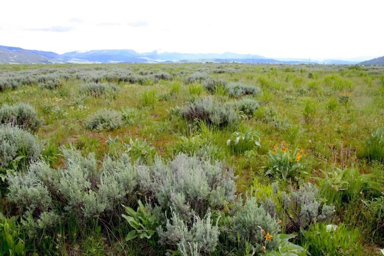 Sagebrush is suffering, even in Wyoming. Saving what’s left is