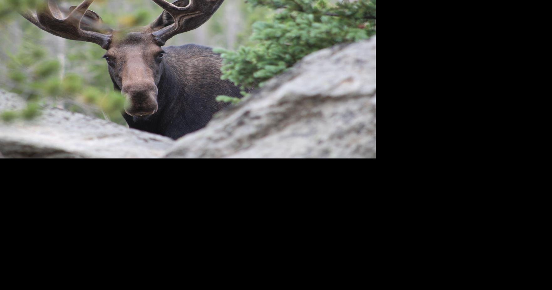 SE Wyoming moose population appears stable Local News