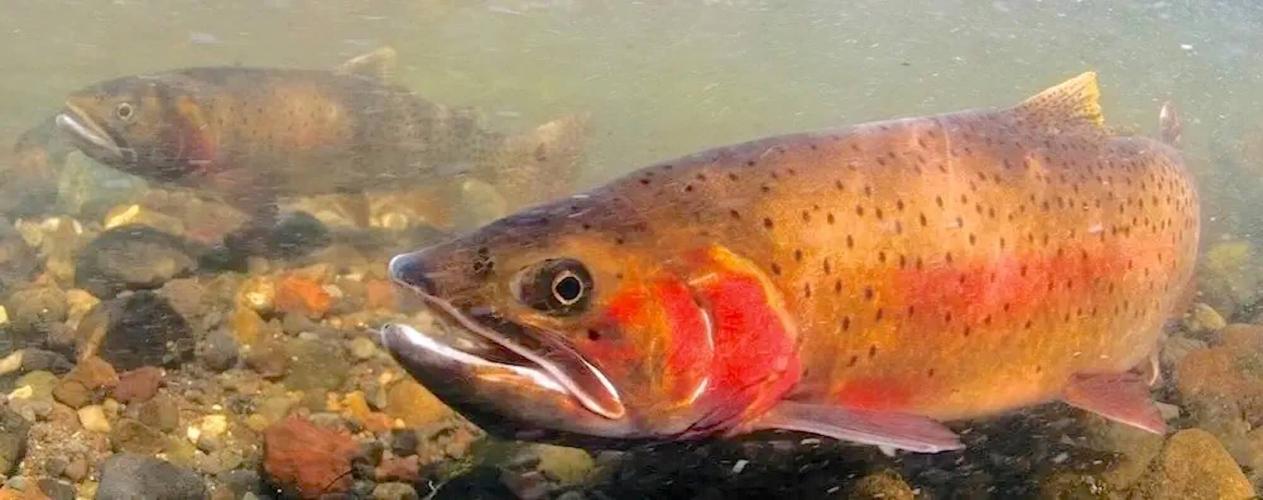 Studies: Climate change, lake trout could impede Yellowstone Lake cutthroat  recovery indefinitely, Local News