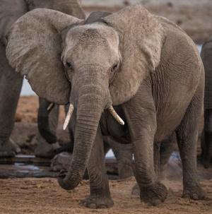How elephants feel each other’s messages through the ground