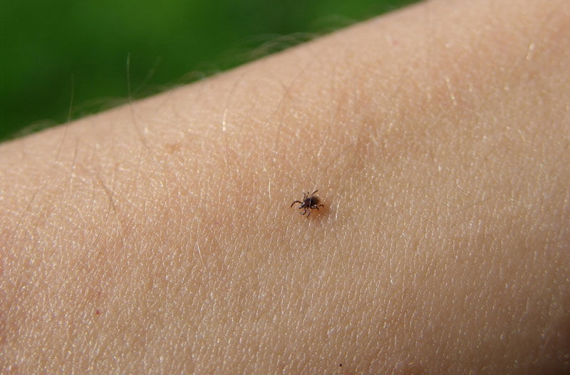 Long Island's warmer winter may bring insects, ticks and other bugs to your  house a little earlier than usual - Newsday