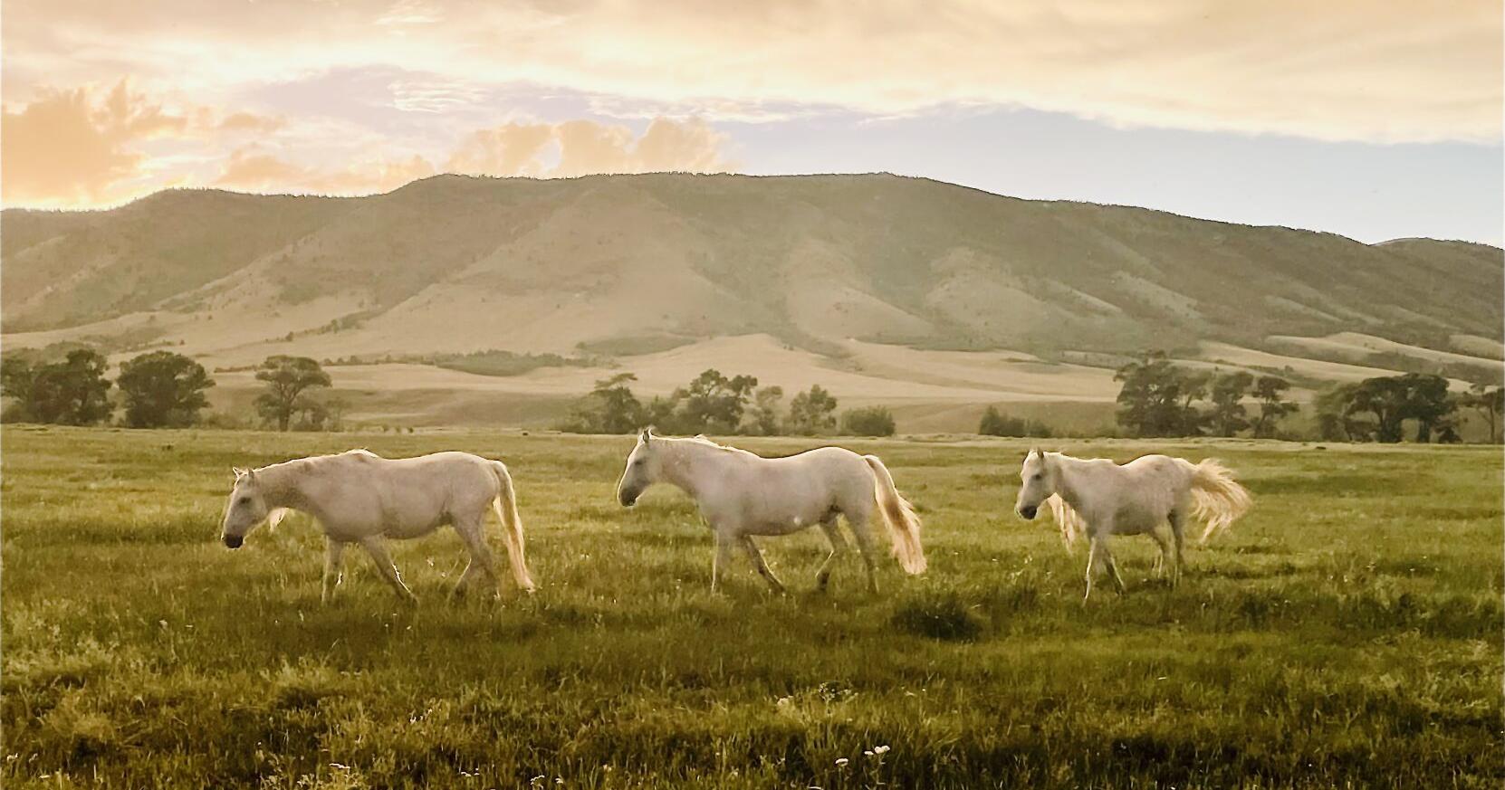 Experience the magic: A day with wild horses at Deerwood Ranch - Vimarsana News